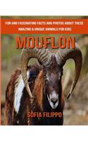 Mouflon