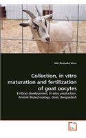 Collection, in vitro maturation and fertilization of goat oocytes