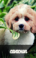 Cavachon