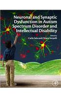 Neuronal and Synaptic Dysfunction in Autism Spectrum Disorder and Intellectual Disability