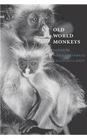 Old World Monkeys