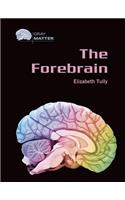 The Forebrain