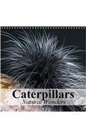 Caterpillars Natural Wonders 2018: Ingenious Masters of Transformation(Calvendo Animals)