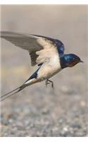 Flying Barn Swallow Bird Journal: 150 Page Lined Notebook/Diary