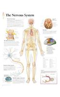 Nervous System Paper Poster