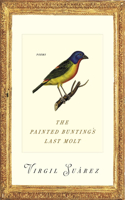 Painted Bunting's Last Molt
