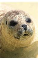 Hello There Sweet Seal Close-Up Journal: 150 Page Lined Notebook/Diary