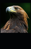 Red Eagle