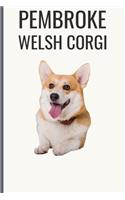 Pembroke Welsh Corgi