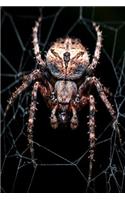 Spider Notebook: Blank Lined Journal, Softcover (6x9 Inches) with 100 Pages