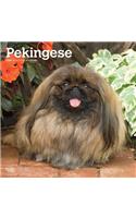 Pekingese 2020 Square Wall Calendar