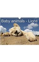 Baby Animals - Lions 2017