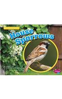 House Sparrows