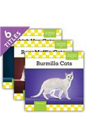Cats Set 9: (6 Cats Set 9)