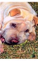 2020 Daily Planner Resting Dog Photo 388 Pages