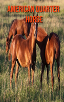 American Quarter Horse: Amazing Facts & Pictures