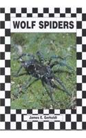 Wolf Spiders