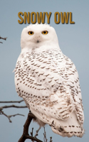 Snowy owl: Amazing Snowy owl Pictures Book for kids