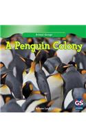 A Penguin Colony