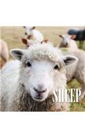 Sheep Calendar 2018