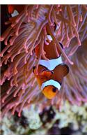 An Anemone and A Clown Fish in the Ocean Journal