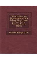 Anatomy and Development of the Lateral Line System in Amia Calva