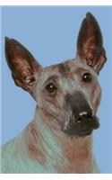 Xoloitzcuintli: Artified Pets Journal/Notebook/Diary 160 Pages