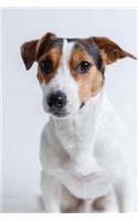 Such a Sweet Serious Jack Russell Terrier Dog Pet Journal