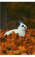 A Black and White Rabbit Sitting in Some Orange Leaves in Autumn Journal: 150 Page Lined Notebook/Diary