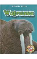 Walruses