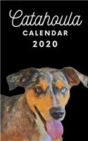 Catahoula Calendar 2020