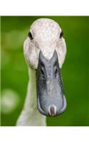 Indian Runner Duck Looking at You Dot Grid Bullet Journal