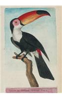 Carnet Ligné Toucan, Dessin 18e Siècle