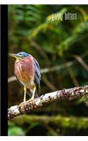 gazing bittern