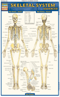 Skeletal System: Advanced: Advanced