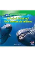 A Pod of Dolphins / Una Manada de Delfines