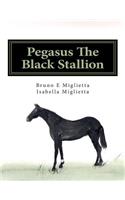Pegasus The Black Stallion