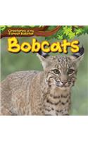 Bobcats