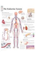 Endocrine System Laminated Poster