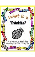 What Is a Trilobite?