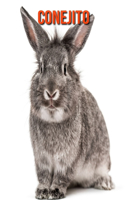 Conejito