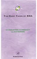 Many Faces of RNA