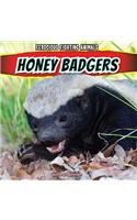 Honey Badgers