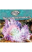 Sea Anemones