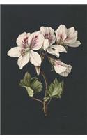 Geraniums Antique Botanical Art Journal