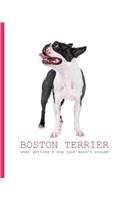 Boston Terrier- When Getting a Dog Just Wasn't Enough