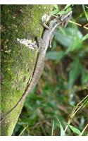 Basilisk Lizard (Basiliscus Basiliscus) in a Tree Journal