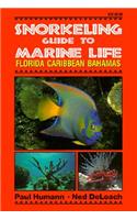 Snorkeling Guide to Marine Life Florida, Caribbean, Bahamas