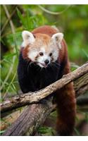 A Red Panda Walking on a Branch Journal