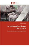 Pathologie Urinaire Chez La Truie